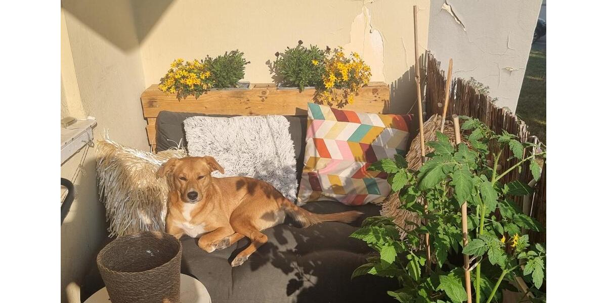 2ZKB Wohnung zur Miete mit Balkon in ruhiger Lage in Kassel Süd 2 zimmer