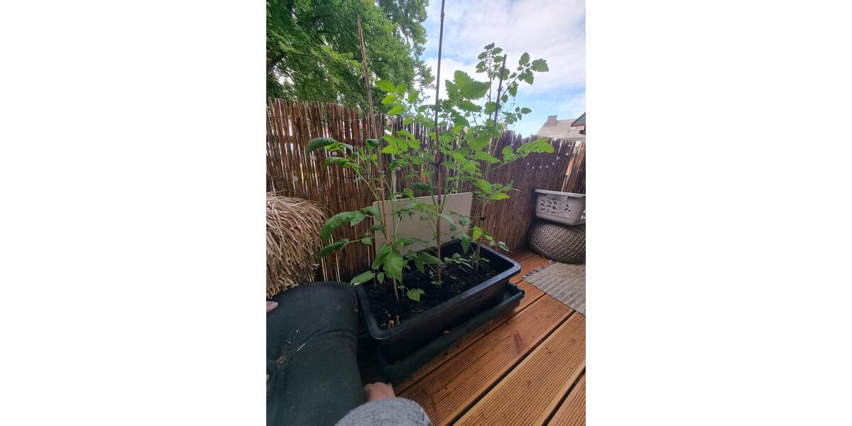 2ZKB Wohnung zur Miete mit Balkon in ruhiger Lage in Kassel Süd 2 zimmer