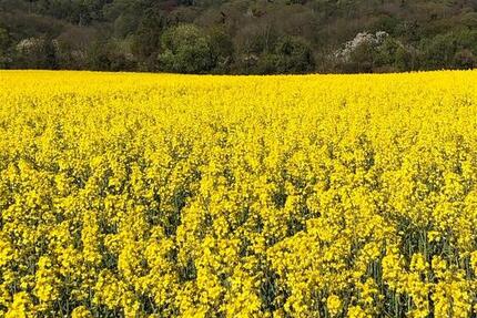 Wohnung Kassel Kirchditmold - 18 Zimmer, 18 m&sup2;, 450&euro; | Angebot:25988967