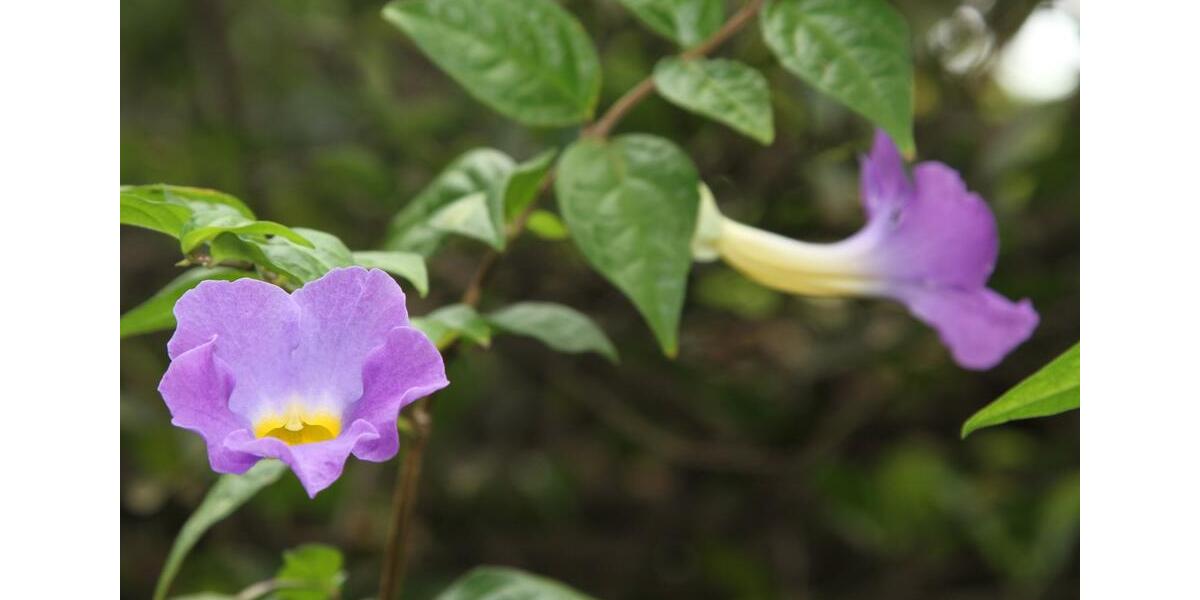 Paraguay, Mbocayaty (Guairá): Haus 3 Zimmer Küche Bad, viele Bäum 3 zimmer